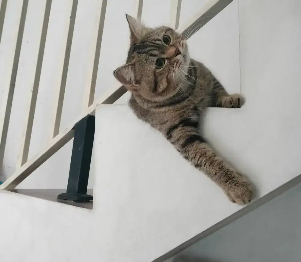 British Shorthair mix Scottish Straight