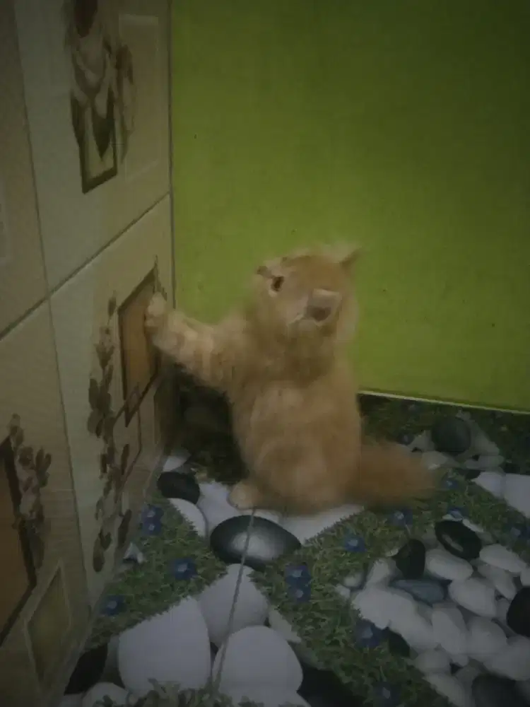 Kucing Persia betina 2,5 bulan longhair dan mandiri