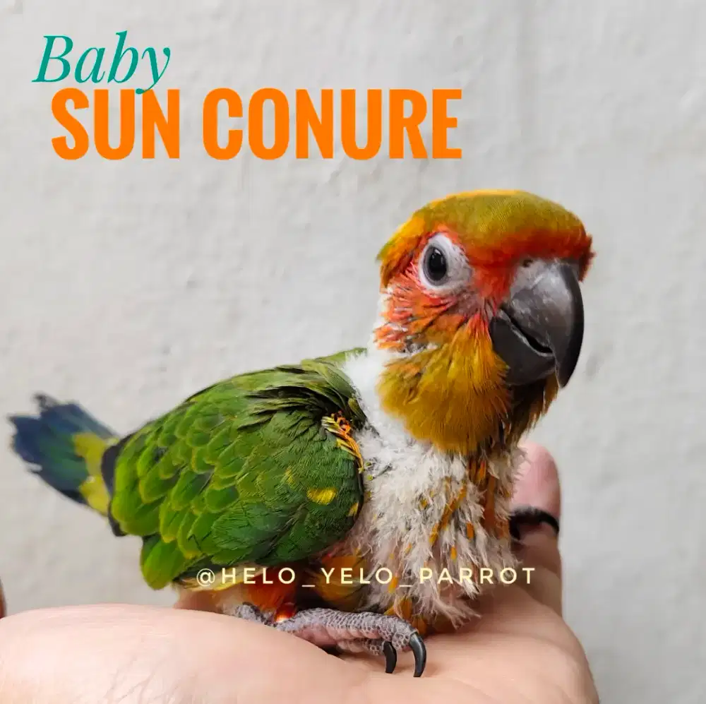 Baby Sun Conure / sunconure