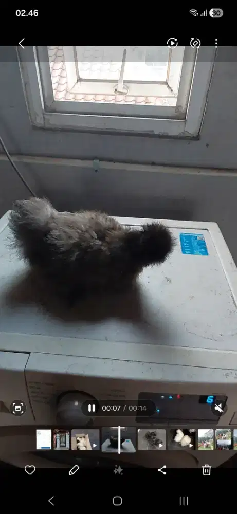 Ayam american silkie