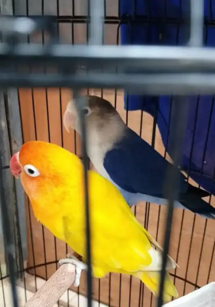 Sepasang Lovebird