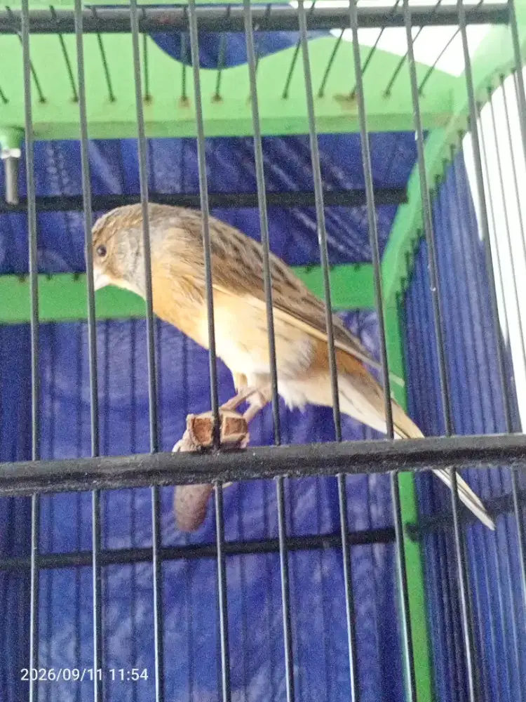 Kenari af bon gelap