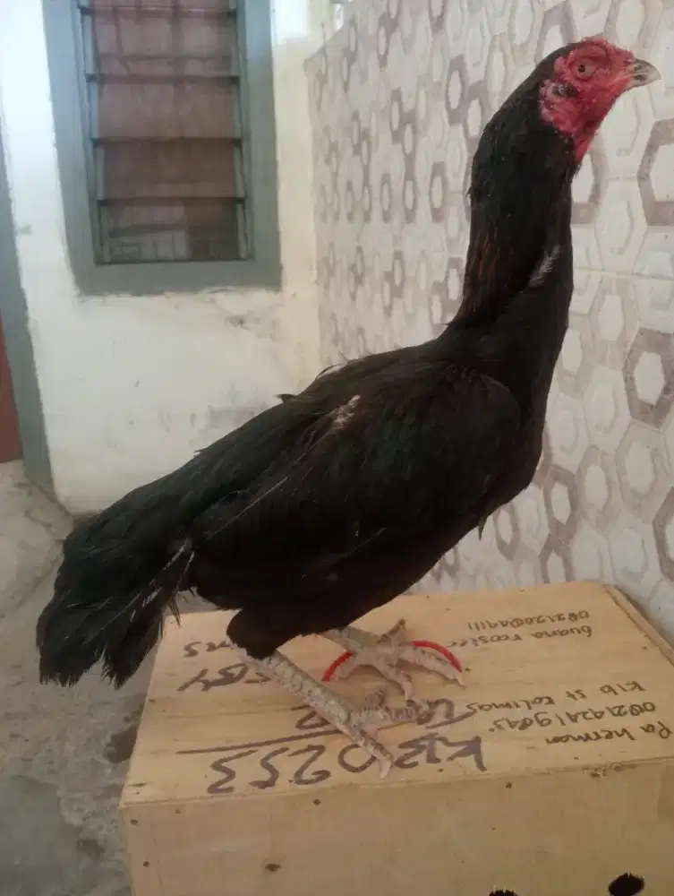 Ayam betina Bangkok ori body bsar