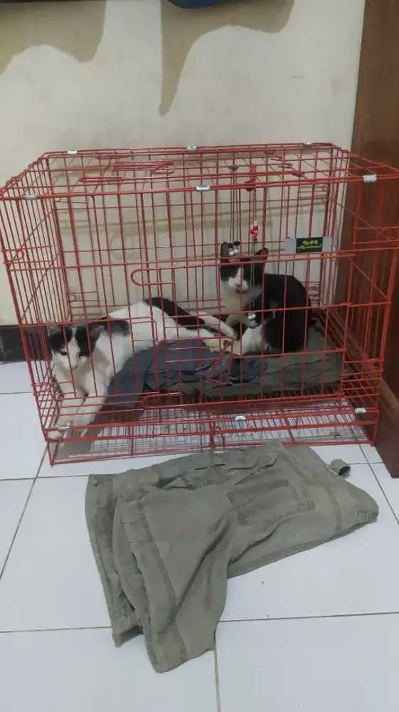 KUCING LUCU RAS KAMPUNG