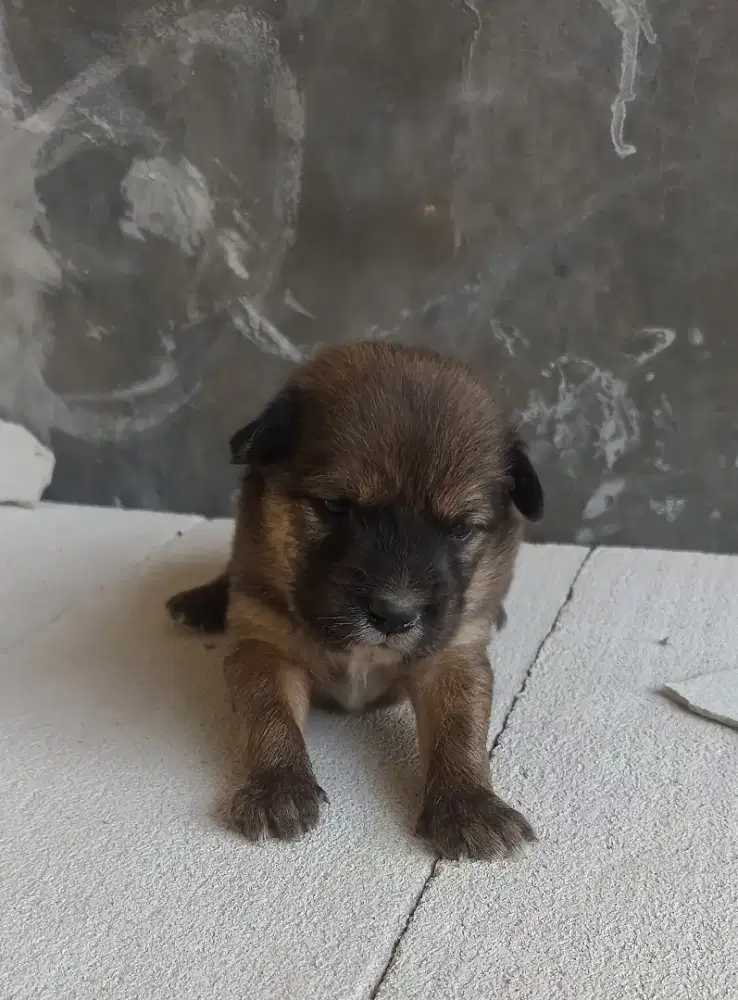 Anakan German Shepherd mix