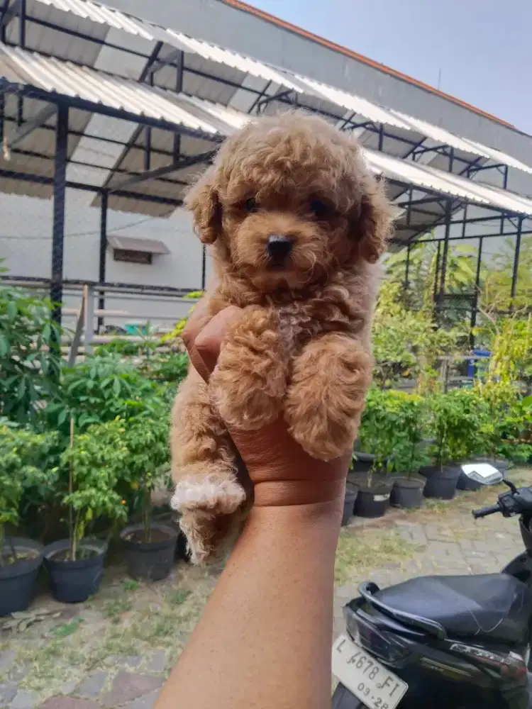 Anak anjing poodle