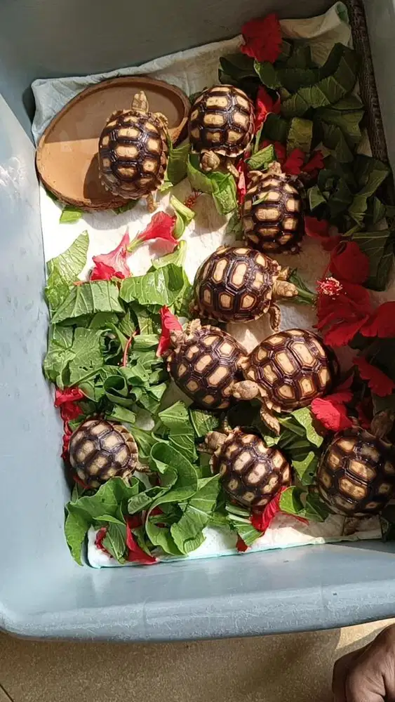 Kura - kura Sulcata Baby