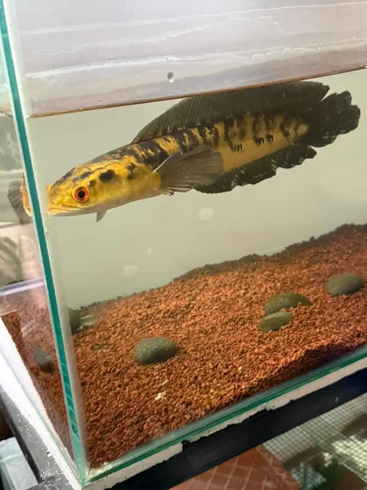 Channa Maru Yellow Sentarum YS