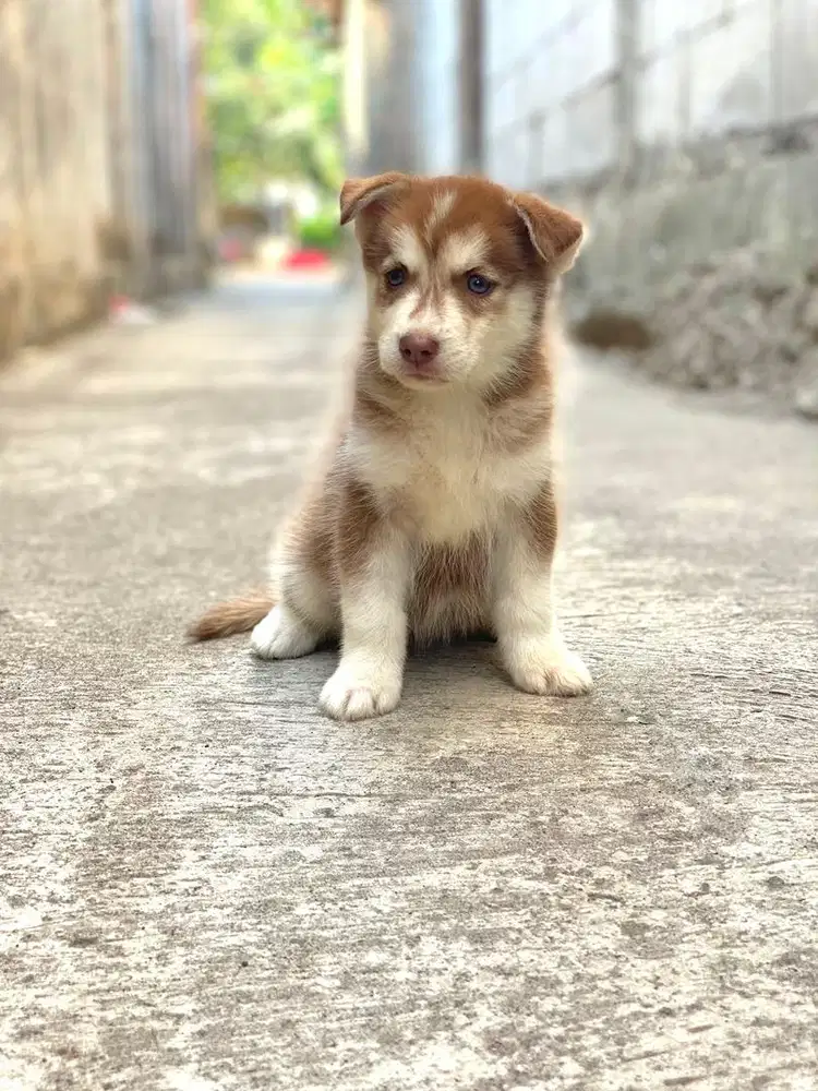 Anak anjing / puppy husky red