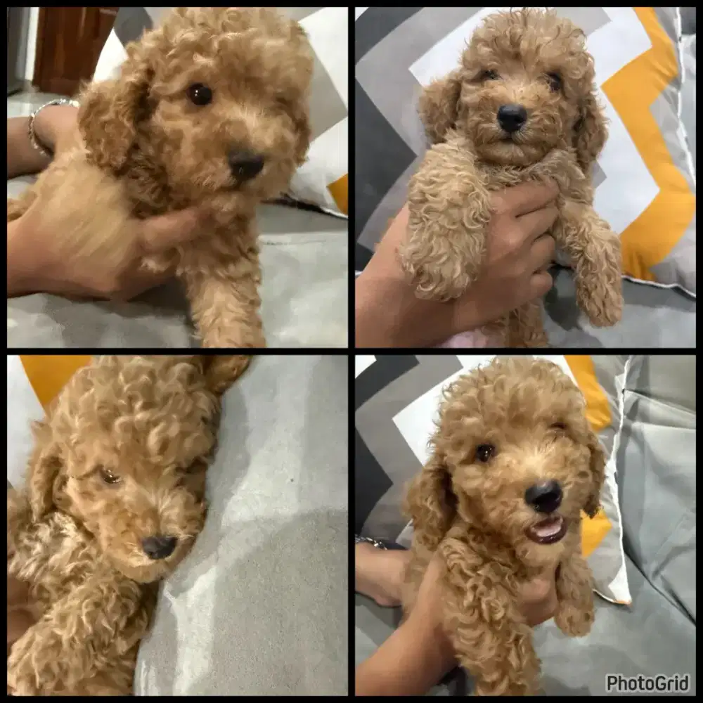 Anak Anjing Poodle Jantan