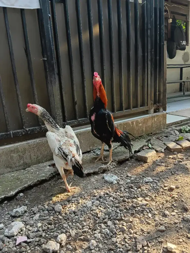 Sepazang ayam bangkok..