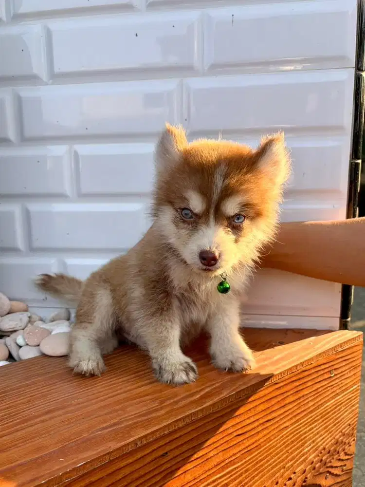 Husky mix breed