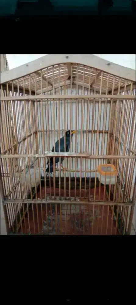 Jalak hitam gacor bgt bisa nego