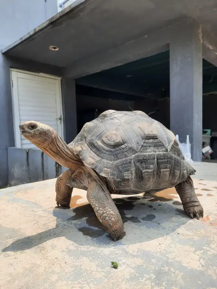 Kura aldabra gagah