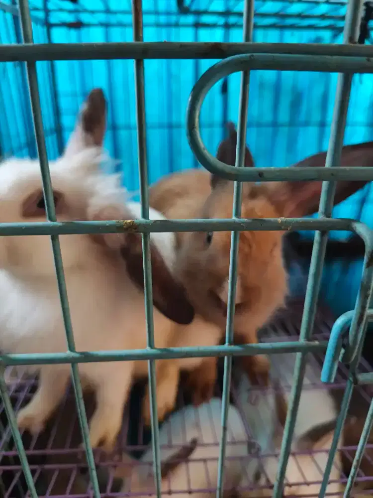 Kelinci umur 3 bulanan