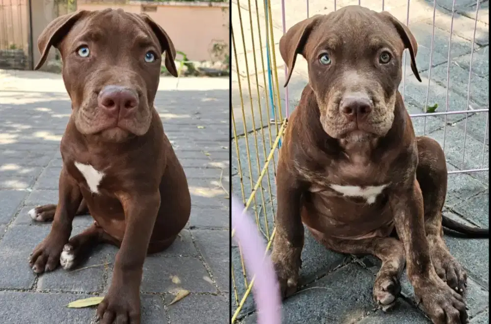 SISA 2 anakan Pitbull pure bukan mix