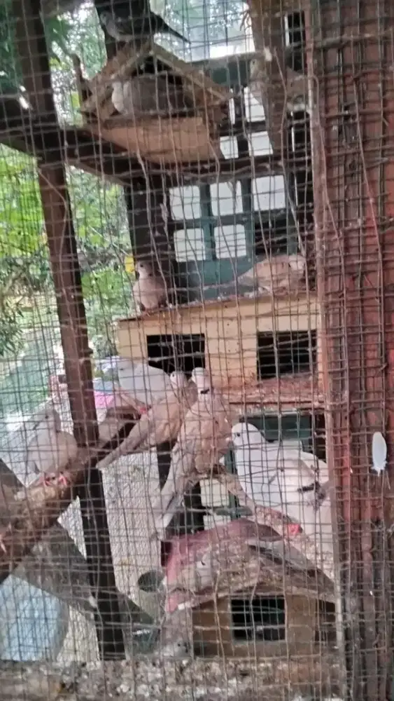 Jual puter jantan / betina banyak pilihan