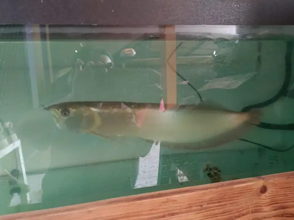 Ikan Arwana dan Akuarium