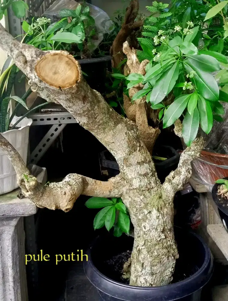 Pohon pule putih jumbo