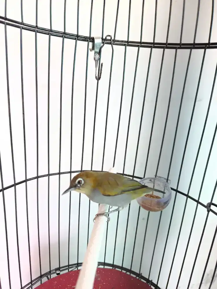 Burung plecii Sumatra
