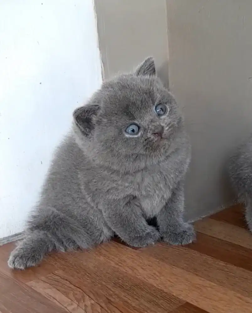 Kitten British shorthair