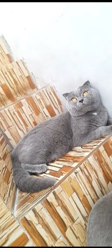 Jasa kawin scottish fold
