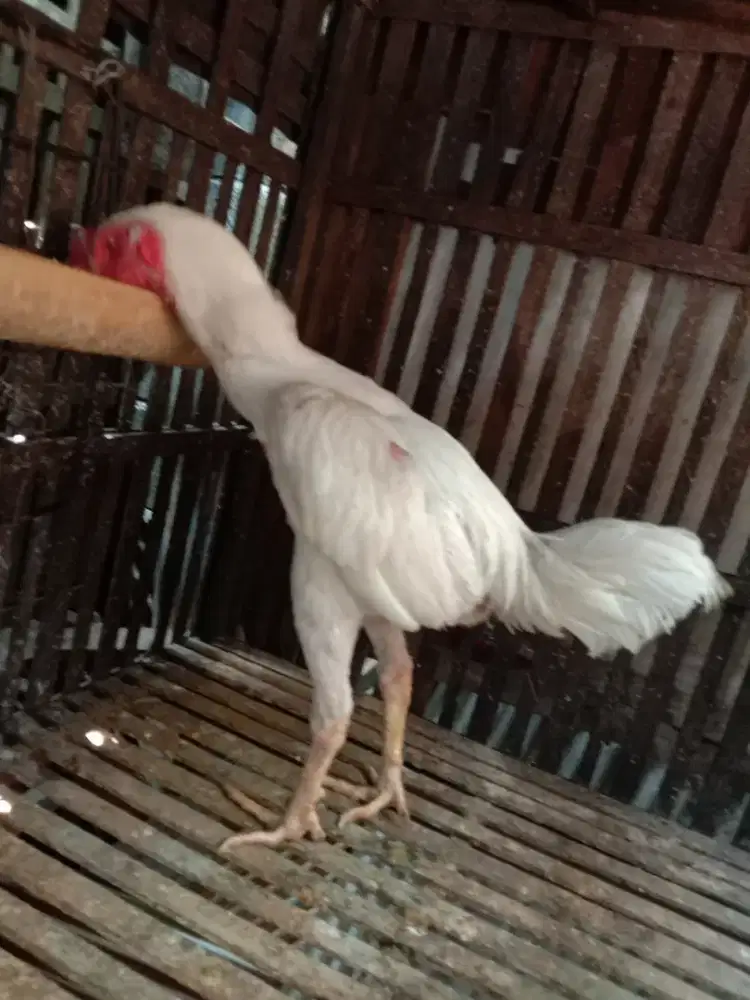 Ayam putih jenis bangkok