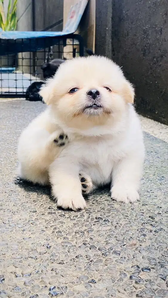 Pomeranian Jantan