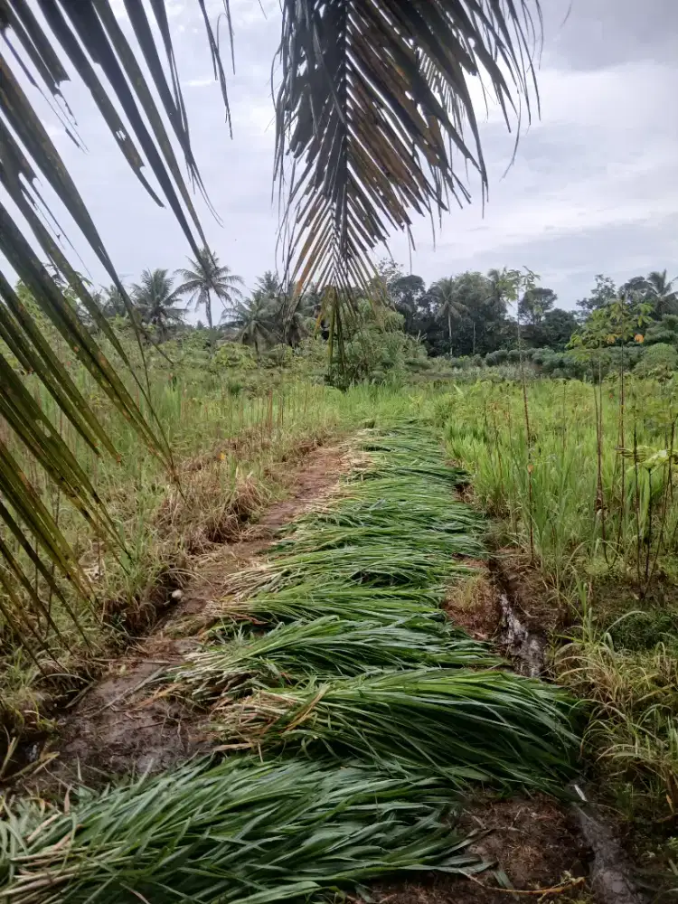 Dijual kebon rumput pakchong/kolonjono cocok untuk usaha ternak