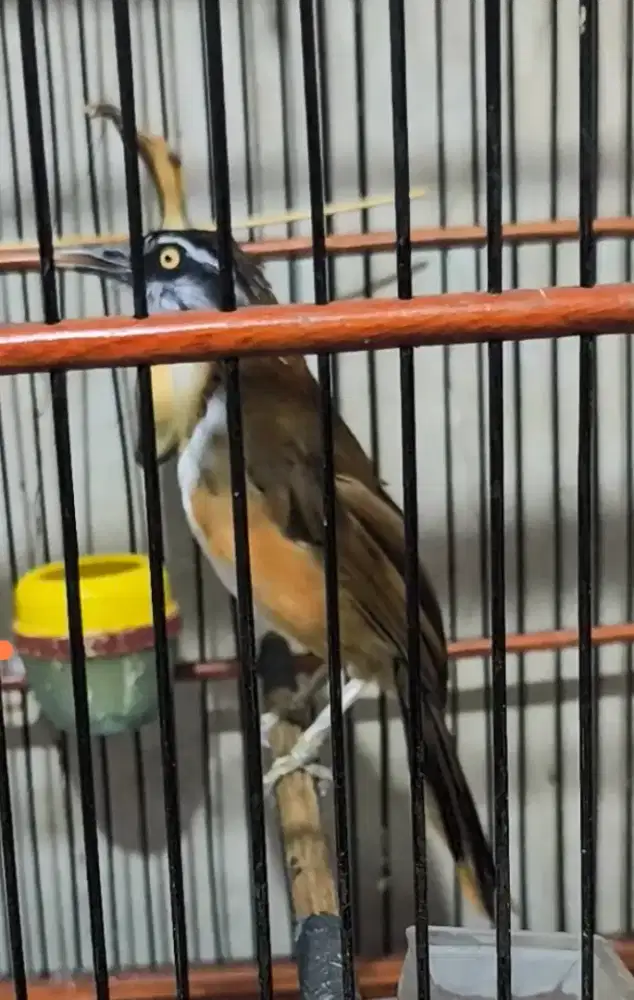 Poksay Lesser Vietnam gacor
