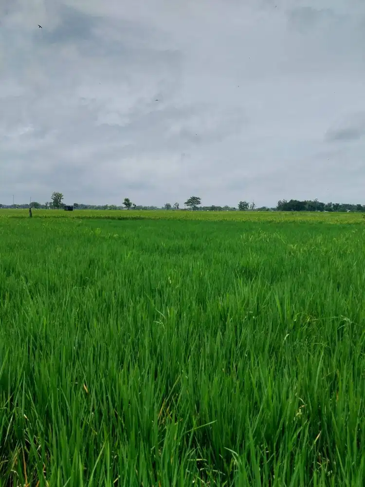 Jual Sawah Dekat RS Hermina