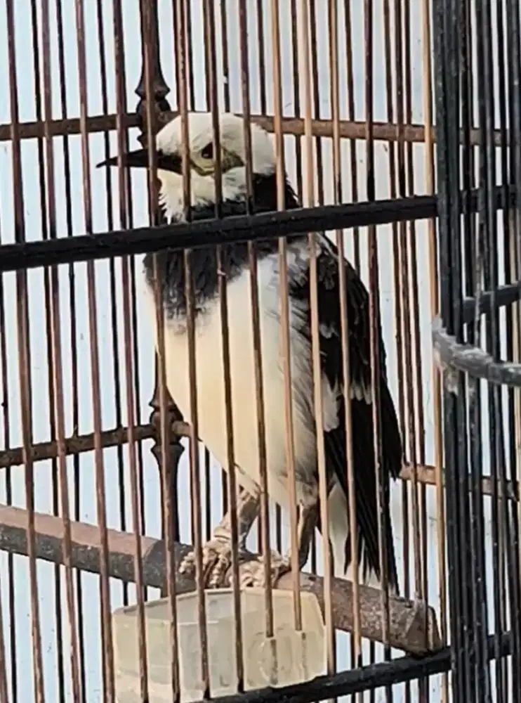 Jalak Hongkong gacor