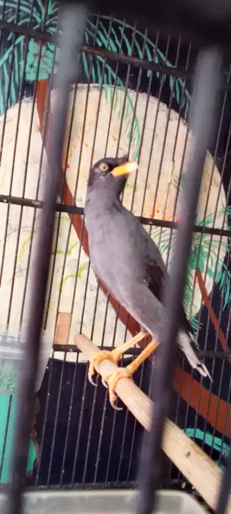 Jalak kebo jantan berisik fs  jinak TT bs