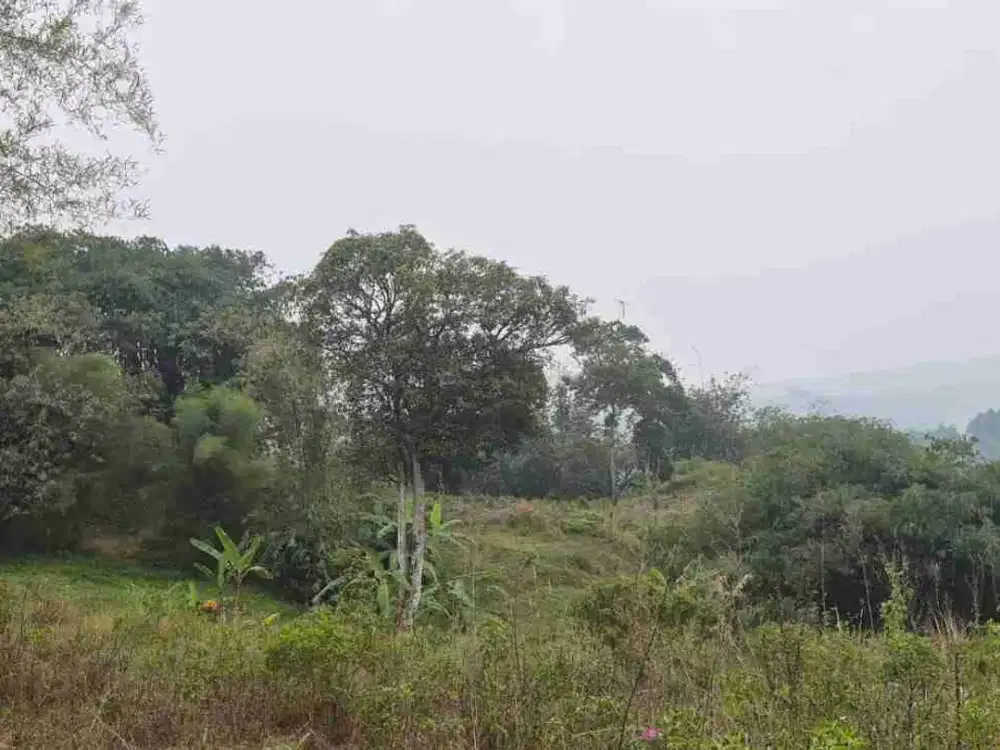 Dijual Tanah Luas 5000 m2 di Sukamakmur Bogor