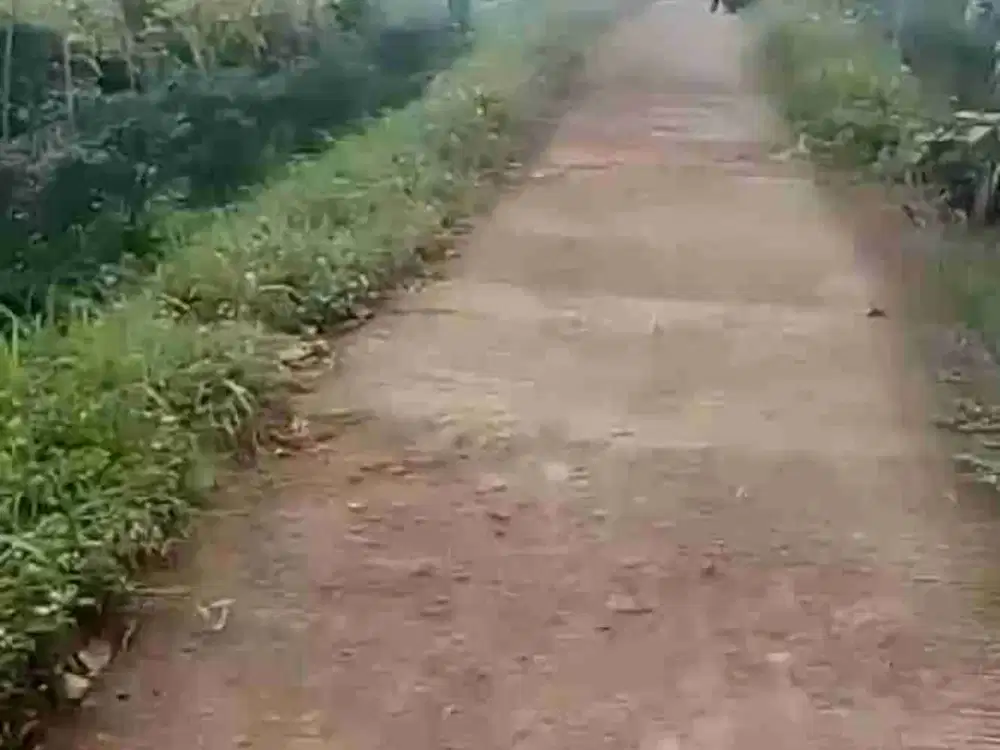 Kebun produktif murah jarang ada