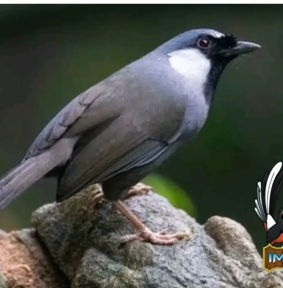 burung Poksay hongkong