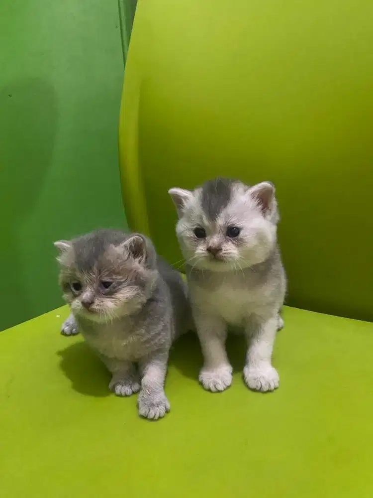 British Short Hair (BSH)