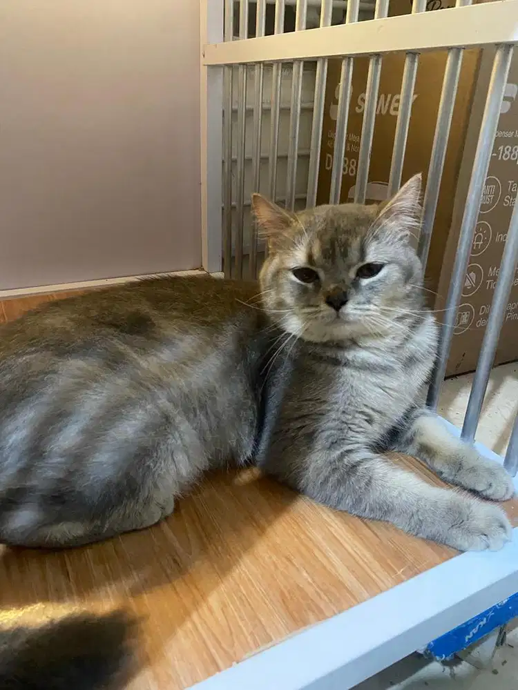 British Short Hair (BSH)