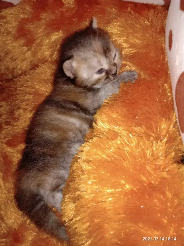 Jasa penitipan kucing