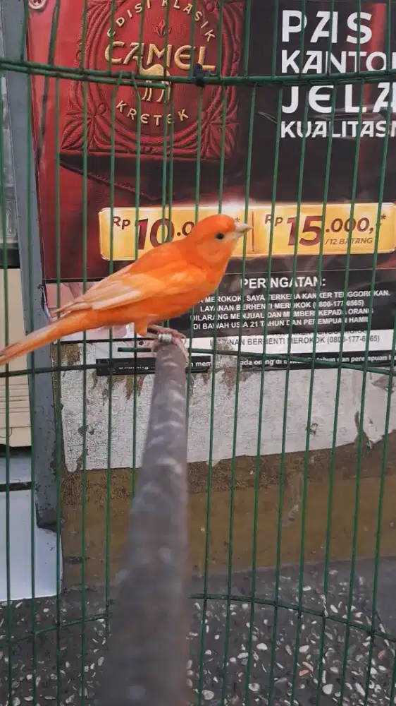 Kenari Merlok Jantan Gacor