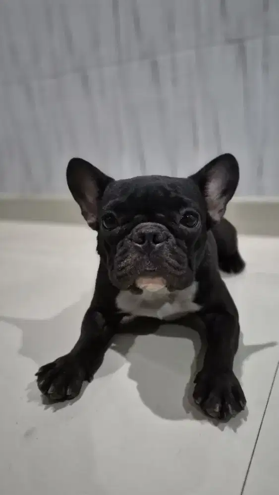 French Bulldog betina stambum