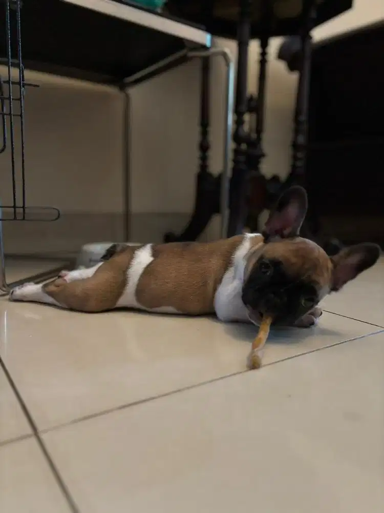 French Bulldog Betina Fawn Pied
