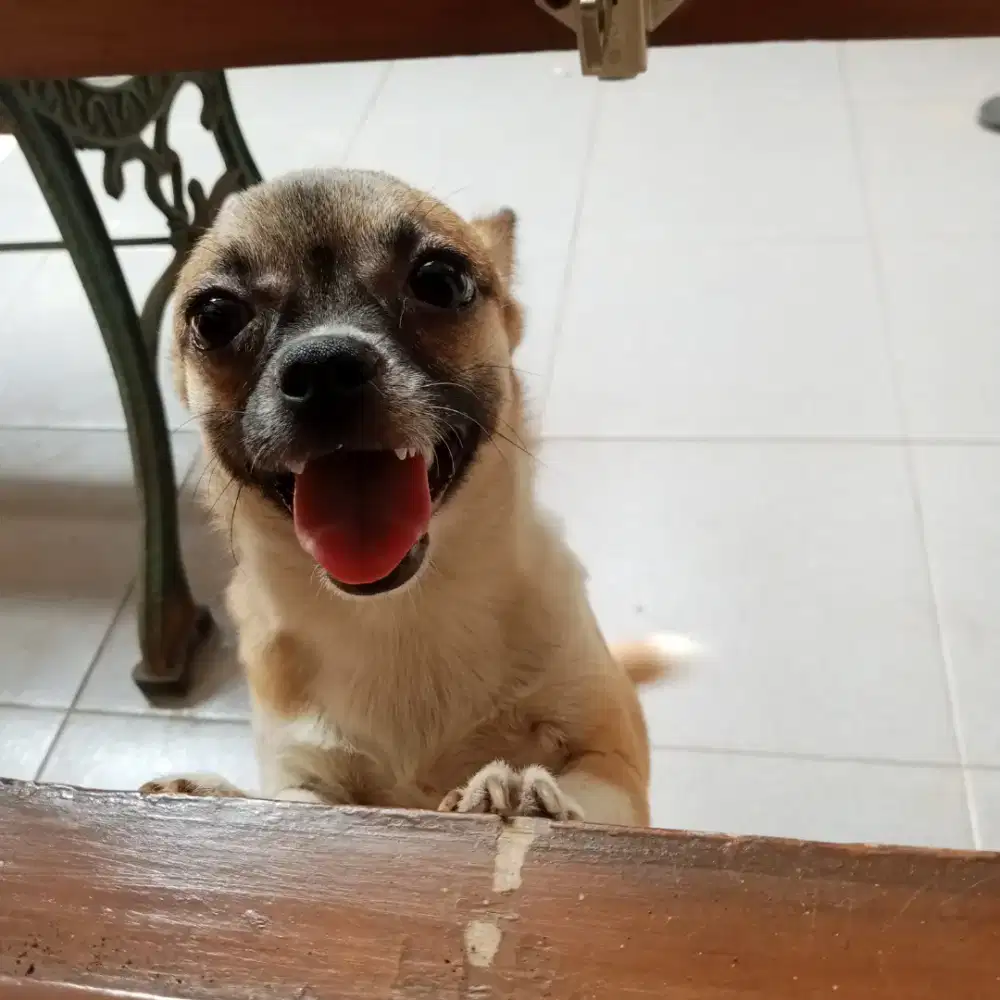 Chihuahua Mini, Short hair, Betina, 1 THN