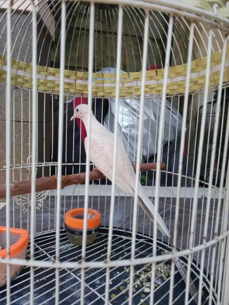 Jual perkutut full set kandang