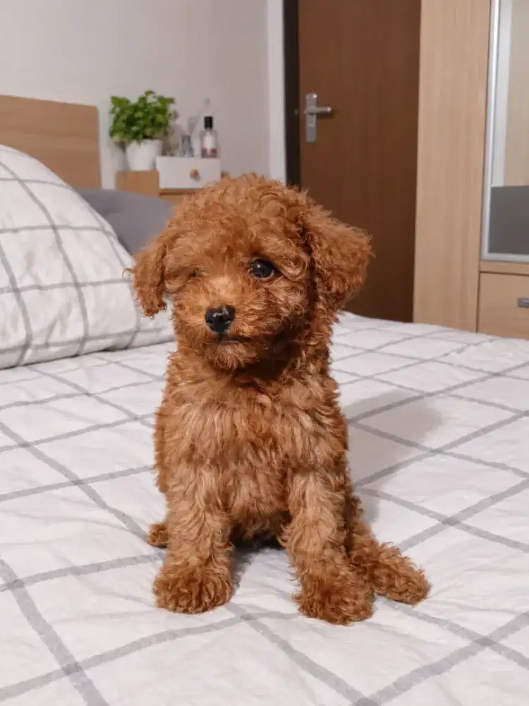 PUPPIES PUPPY ANAK ANJING RED TOY POODLE