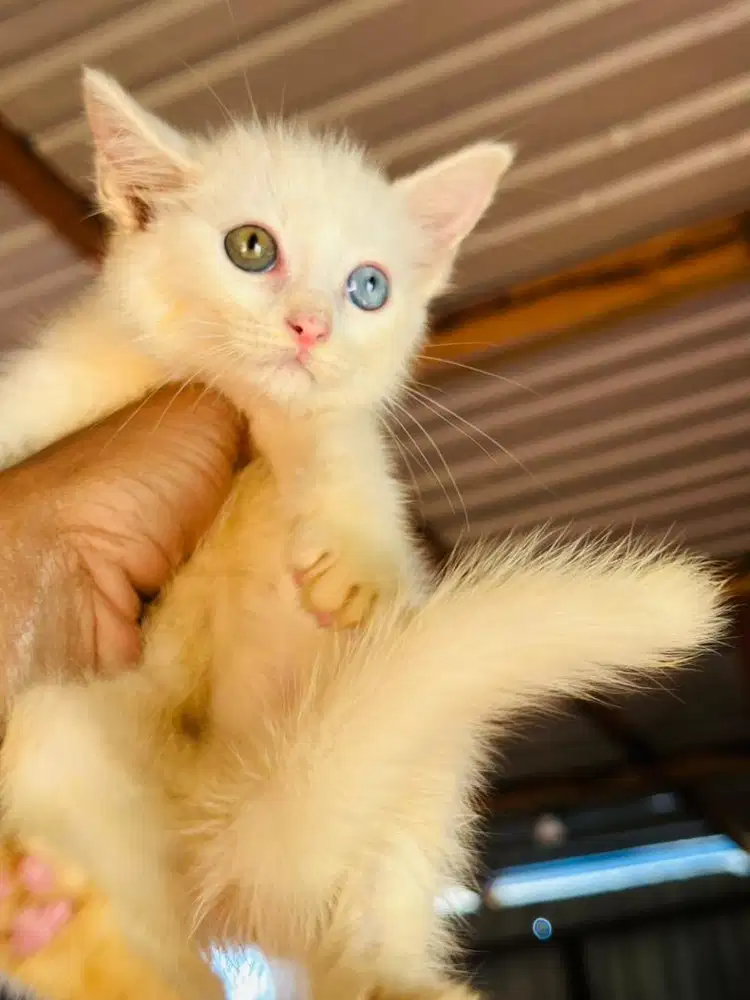 Kitten jantan odd aye BSH x persia