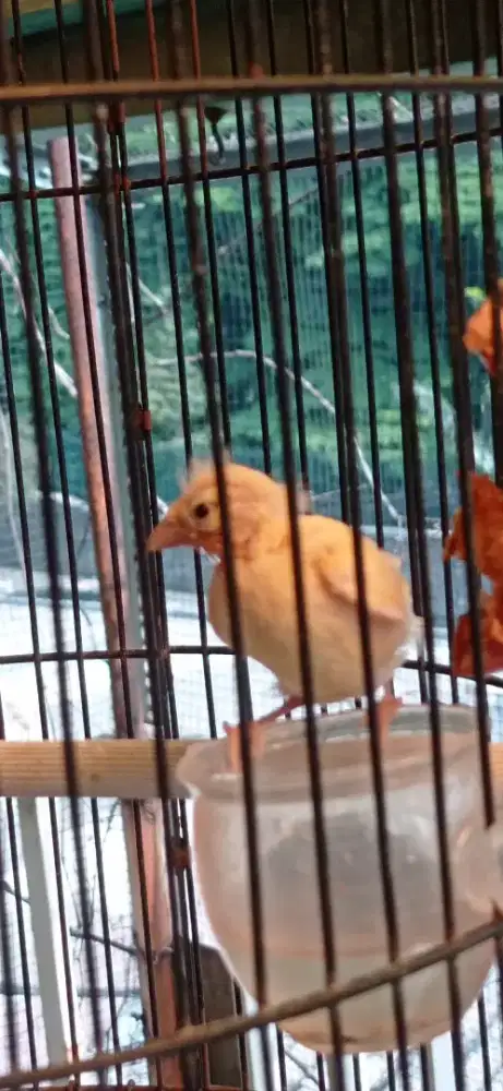 Lolohan burung kenari