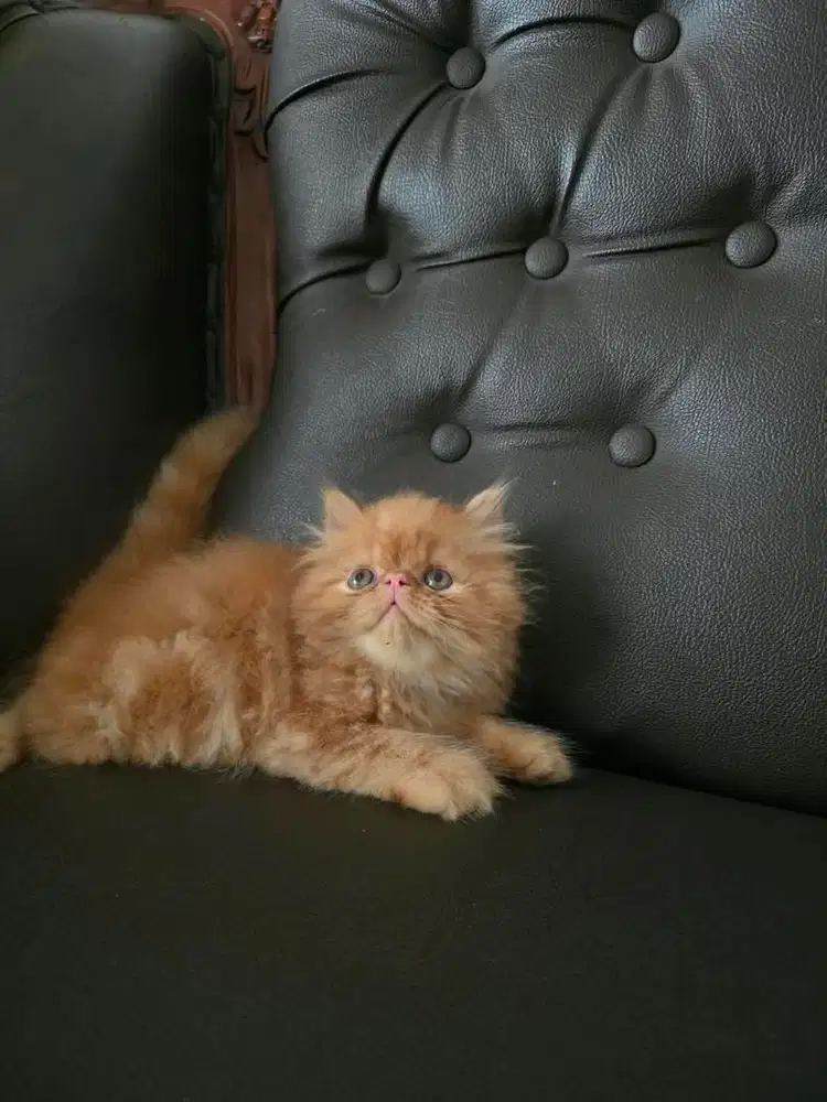 Peaknose kitten