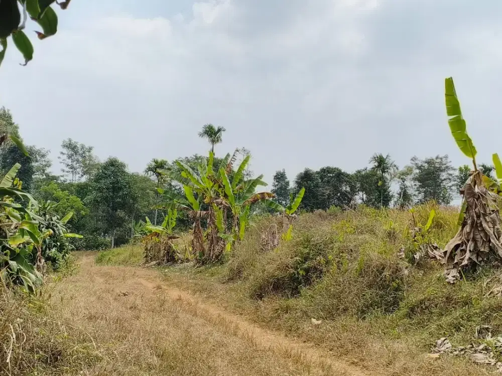 Dijual Lahan Subur 7 Hektar SHM di Purwakarta – Siap untuk Kebun Premium & Peternakan Skala Be