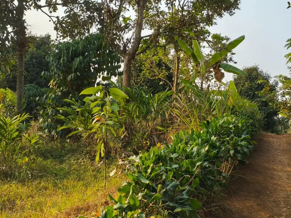 Lahan Kebun Produktif 430 m² Syahdu & Asri di Darangdan, Purwakarta –untuk Hunian Idaman & Investasi